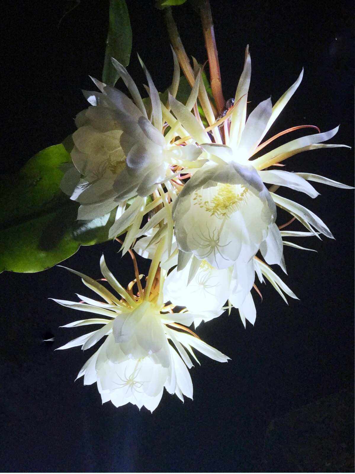 夜悠苹果版光遇苹果版下载官网