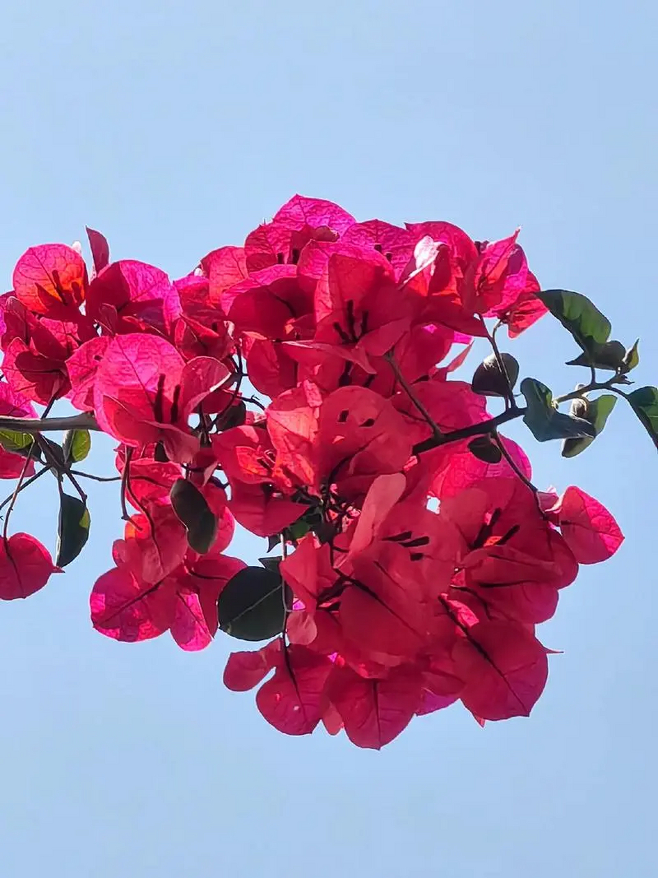 花瓣浏览器手机版花瓣浏览器下载官网