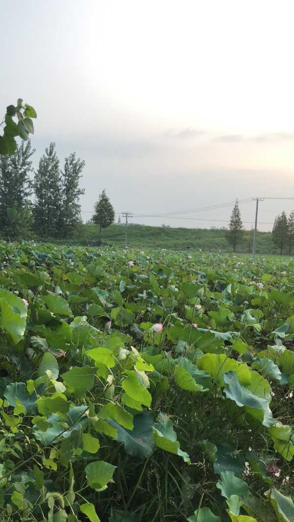 华容手机版华容都管app-第2张图片-太平洋在线下载