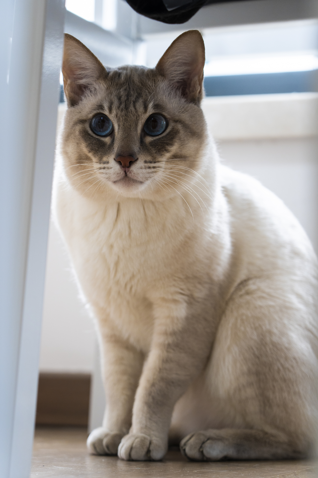 猫3手机版猫游记网页游戏