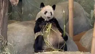 丫丫玩苹果版丫丫手游官方下载-第1张图片-太平洋在线下载