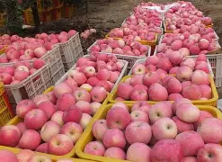 xdevios苹果版(xdevios软件官方苹果)-第5张图片-QuickQ官网